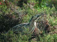 El retorno 
del avetoro 
a Doñana